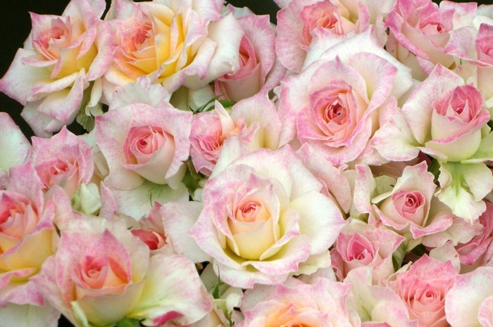 A close-up of many pink and white roses