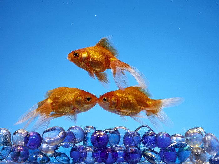 Three goldfish swimming in blue water with glass pebbles