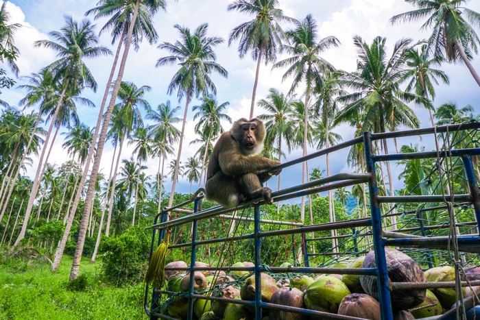 Monkey on a truck with coconuts and palm trees