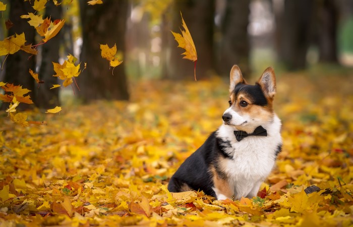 Tricolor Welsh Corgi wearing a bow tie in autumn foliage