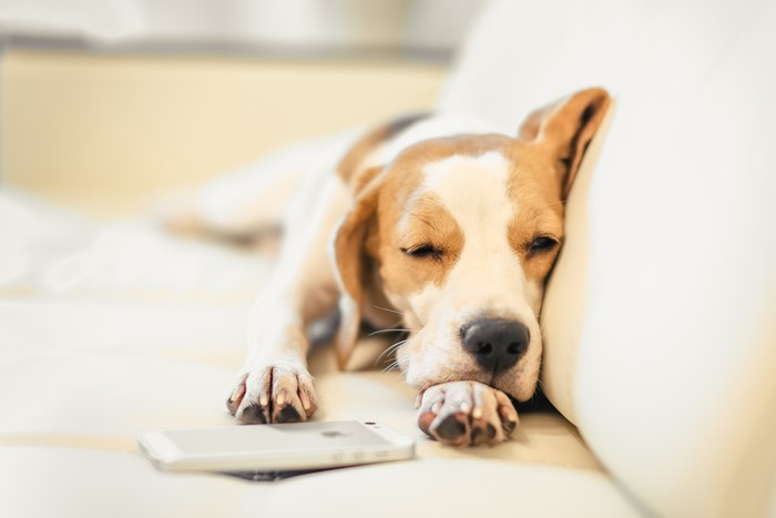 Beagle Dog Sleeping on Couch with Phone