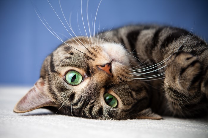 Tabby Cat with Green Eyes