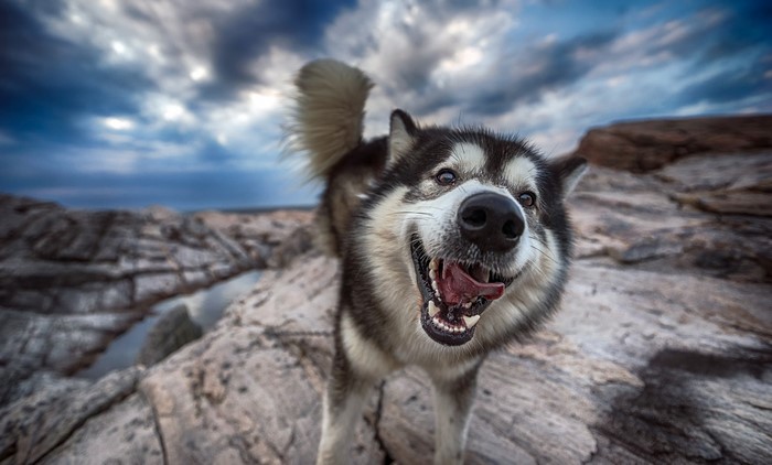 Happy Alaskan Malamute dog on rocky terrain
