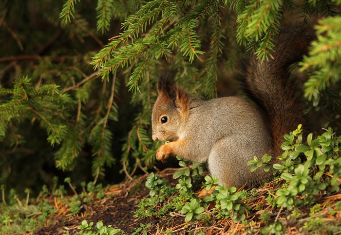 Squirrel on Branches