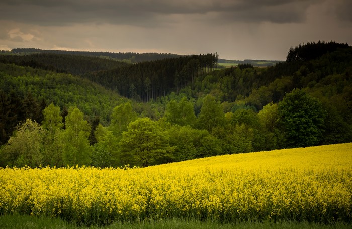 Field of yellow rapeseed flowers with forested hills under a cloudy sky
