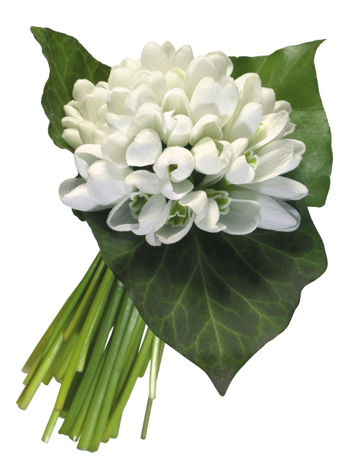 Bouquet of white snowdrops with green foliage
