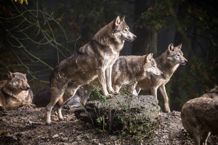 A pack of wolves in a forest