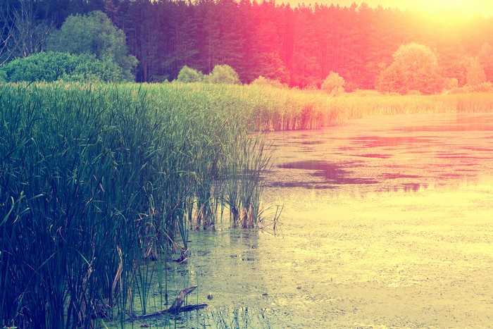 Reeds on a lake at sunset