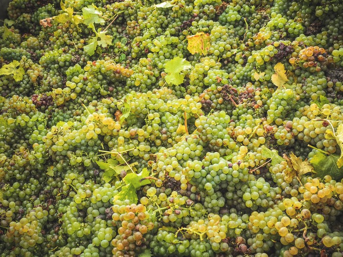 A large pile of green and white grapes