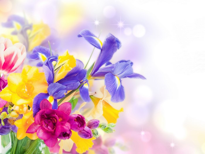 Irises and tulips with bokeh