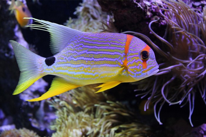 Colorful fish swimming near coral reef