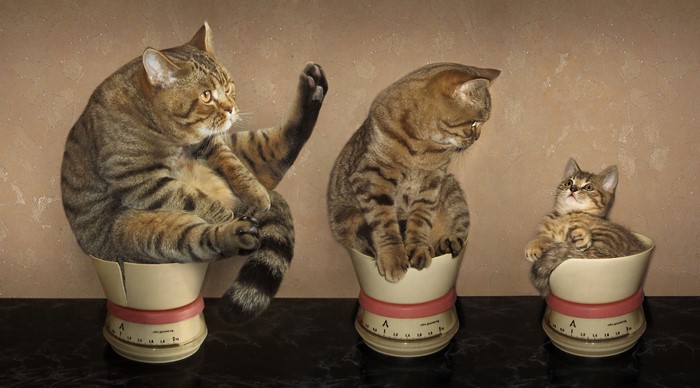 Three cats on kitchen scales