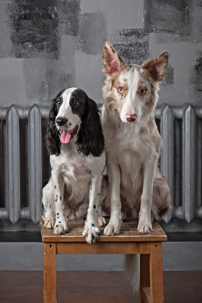 Border Collie and Spaniel dogs sitting on a stool
