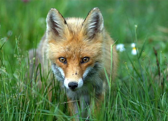 Fox in the grass