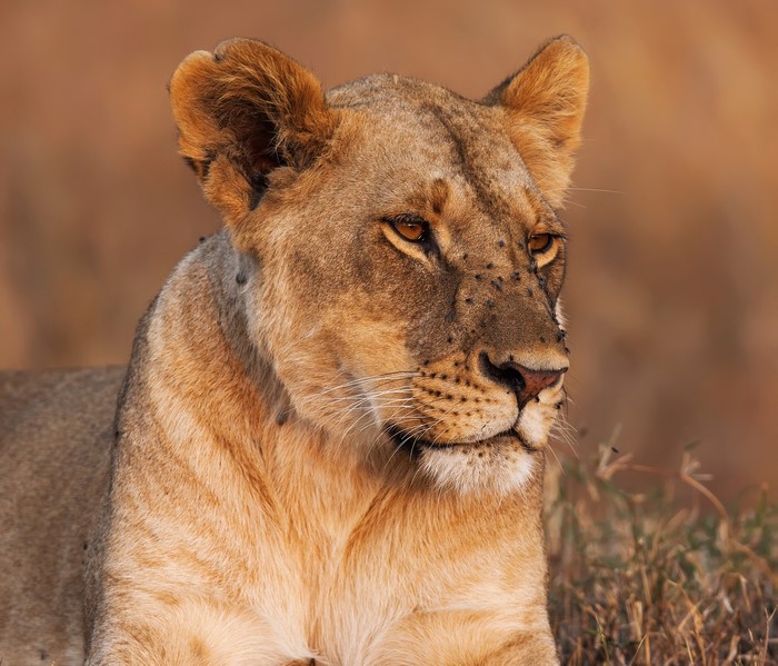 Lioness with flies on her face