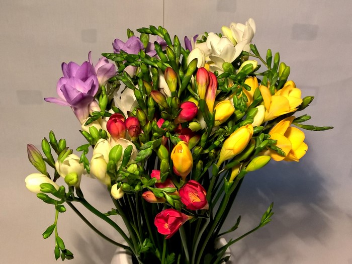 Bouquets of Freesia flowers in various colors
