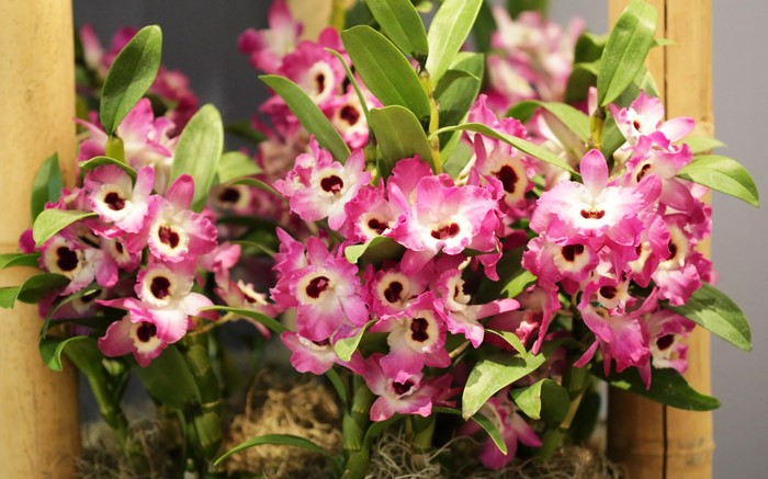 Pink and white orchids with green leaves
