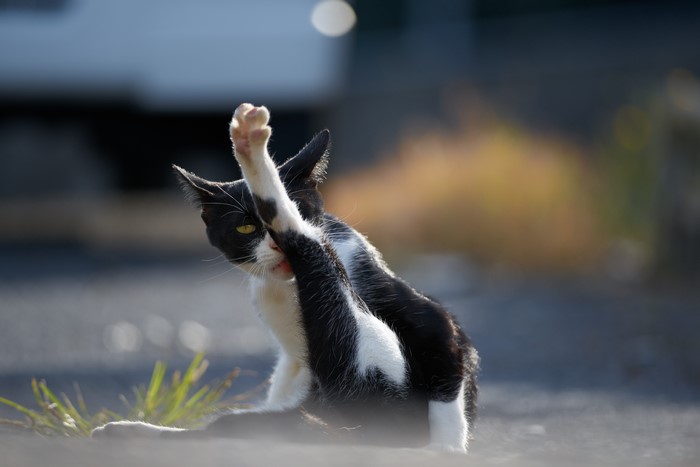Black and white cat grooming itself