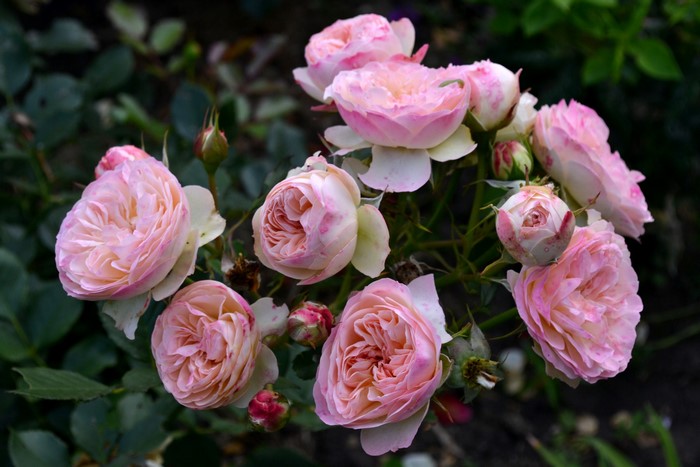 Close-up of pink roses and buds