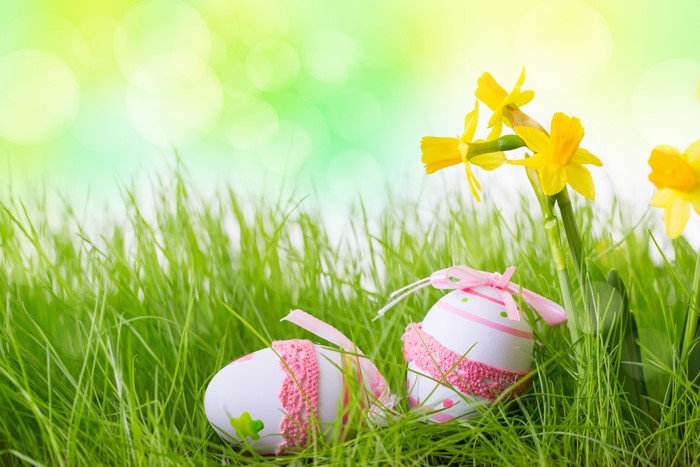 Easter Eggs and Daffodils in Green Grass