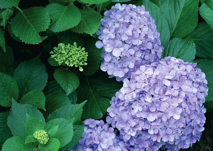 Purple Hydrangea Flowers and Green Leaves