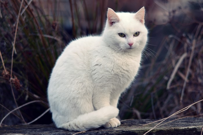 White Cat Sitting Outdoors