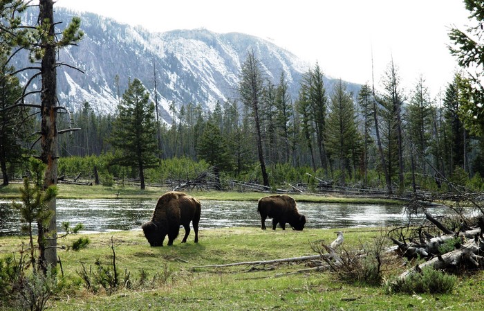 American Bison by River with Mountains and Forest