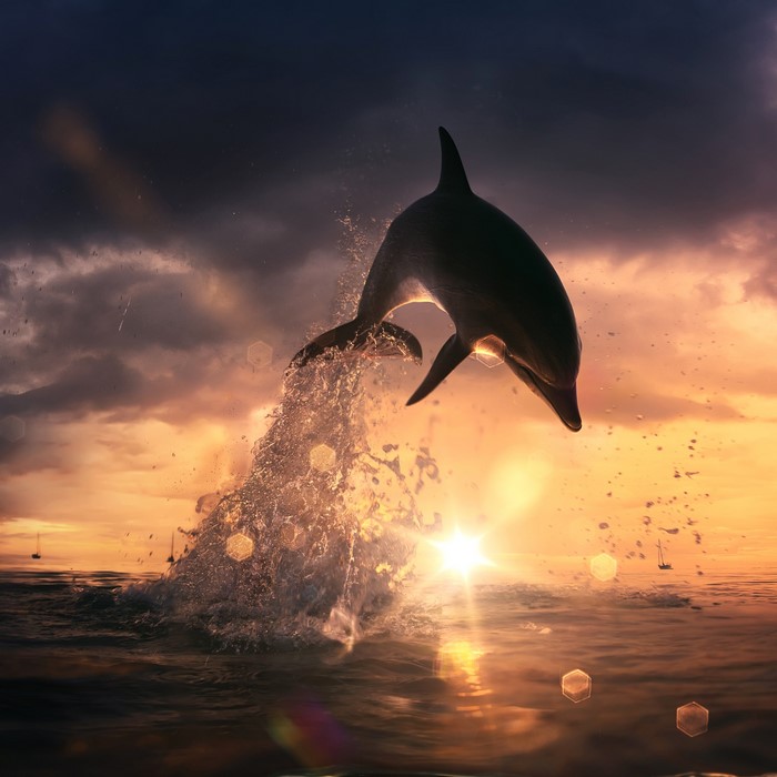 Dolphin jumping out of water at sunset