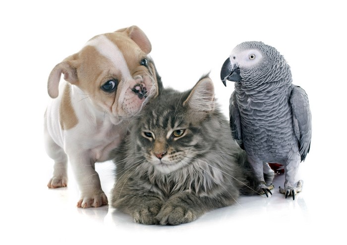 Cute Bulldog Puppy with Cat and Parrot 4K