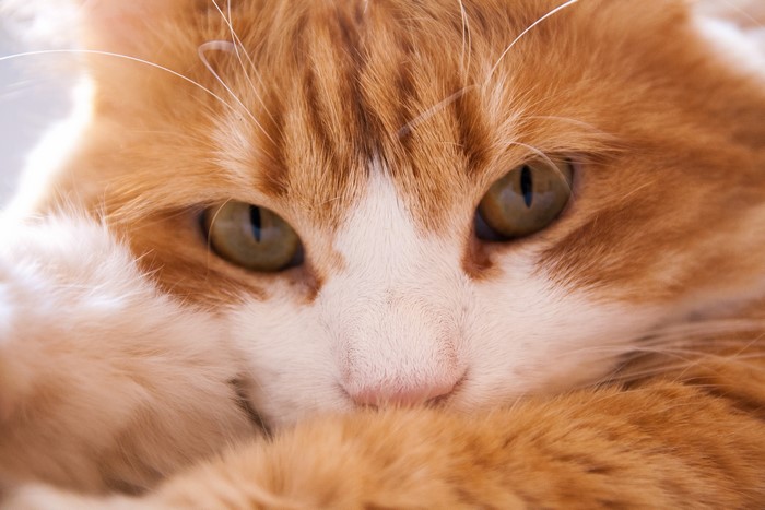 Closeup of an orange and white cat's face