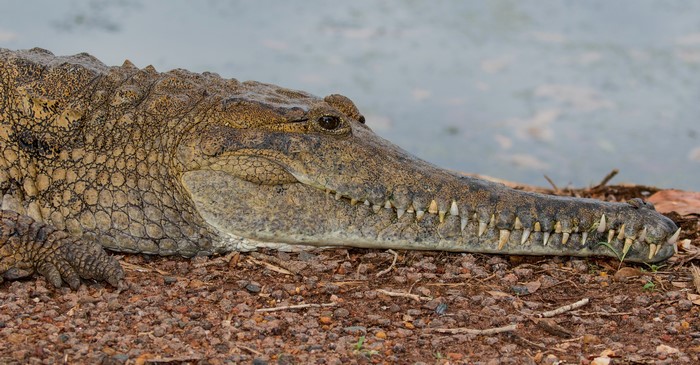 Crocodile snout with sharp teeth