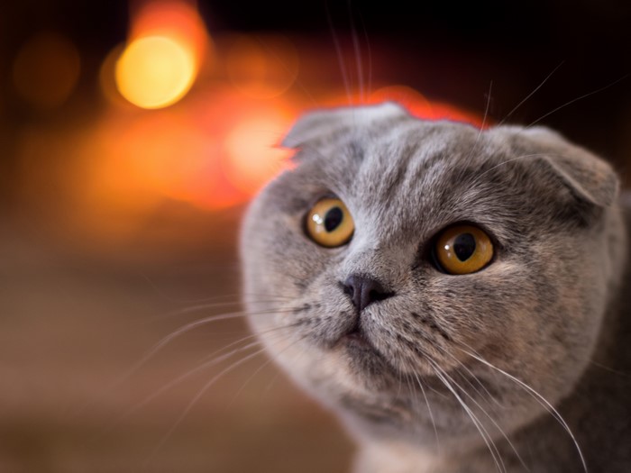 Scottish Fold Cat with Orange Bokeh Background
