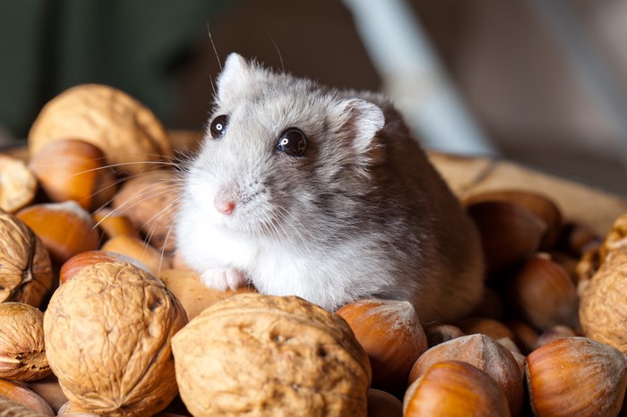 Hamster in a pile of nuts