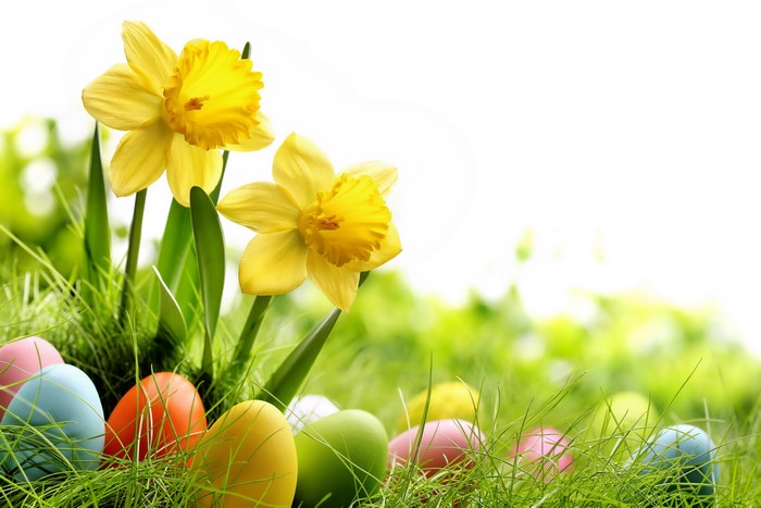 Easter Daffodils and Eggs in Grass