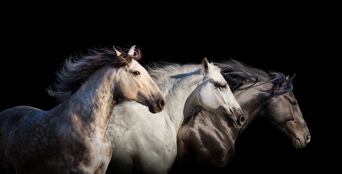 Three horses on a black background