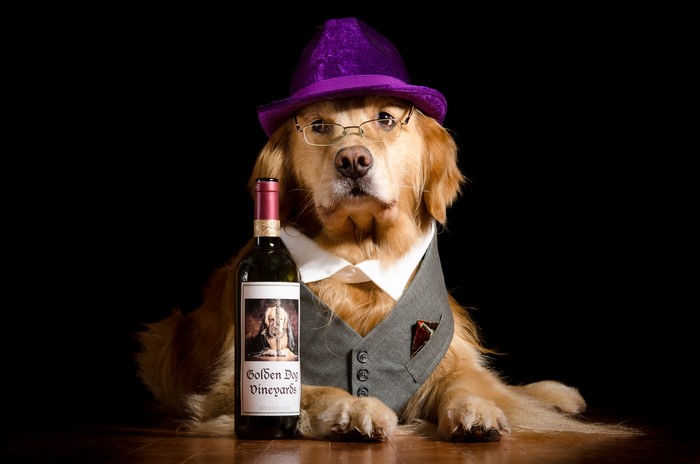 Golden Retriever Dog with Wine Bottle and Hat