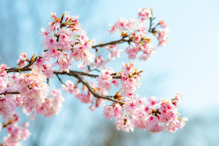 4K Closeup of Sakura Branches