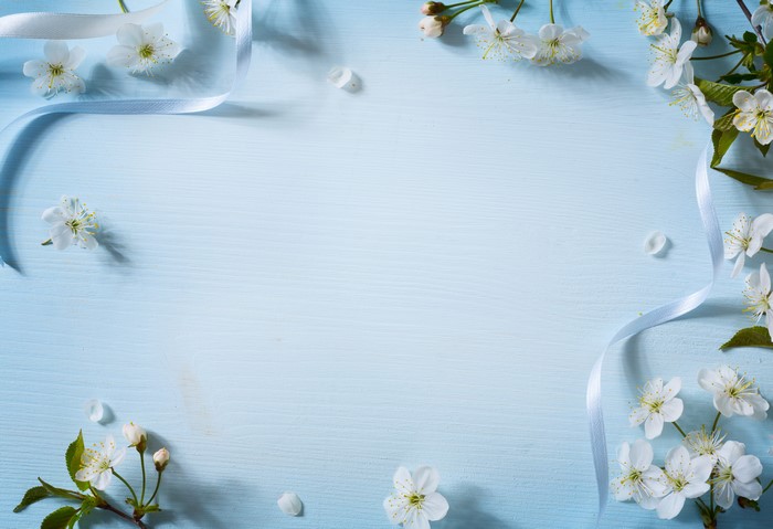 White cherry blossoms and ribbon on blue wood