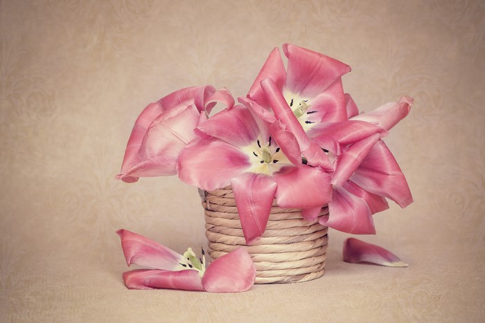 Pink Tulips in Wicker Basket