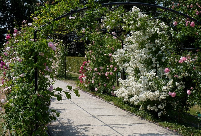 Bagatelle Rose Garden, Paris, France