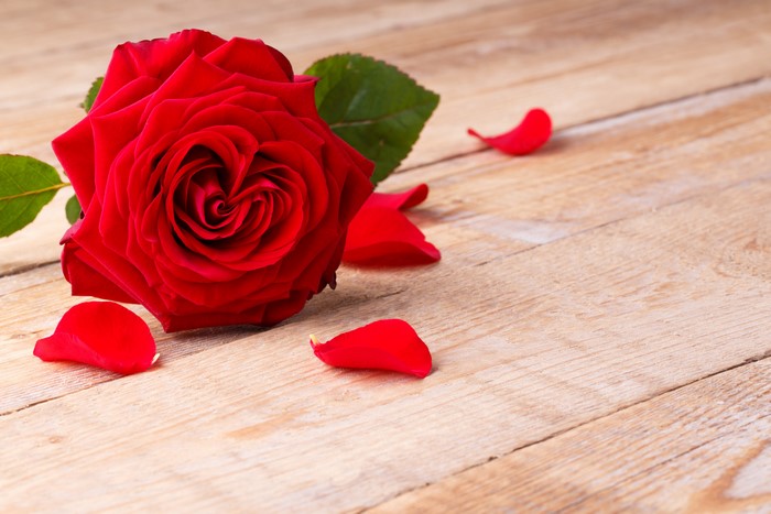 Red rose with petals on wood planks