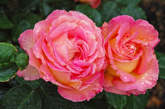 Two pink and yellow roses with water droplets