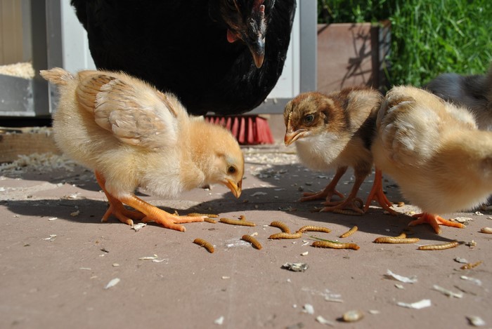 Chicks eating mealworms with a hen in the background