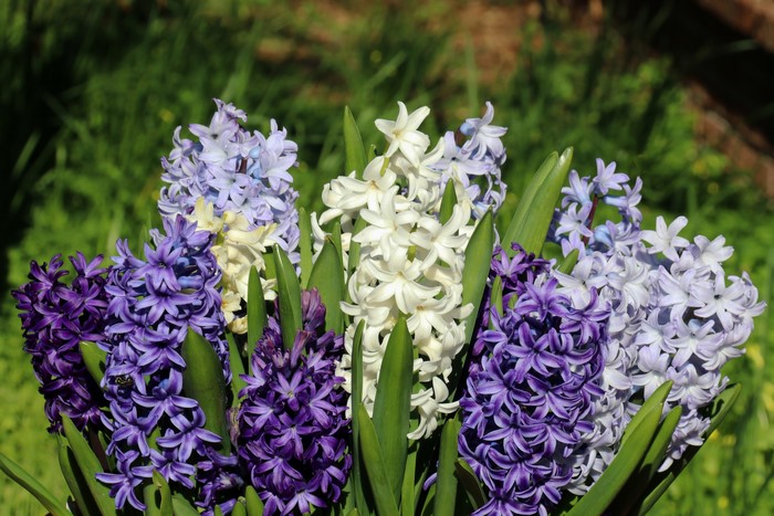 Hyacinths in various colors