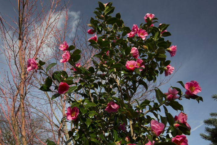 Pink Camellia flowers on branches against sky