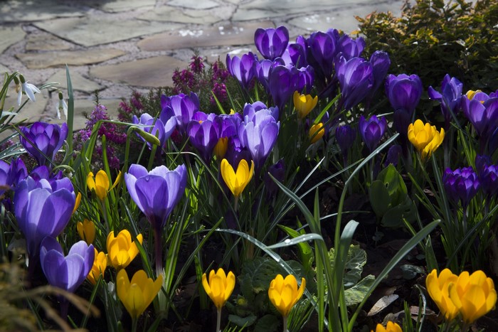 Purple and yellow crocuses blooming in a garden