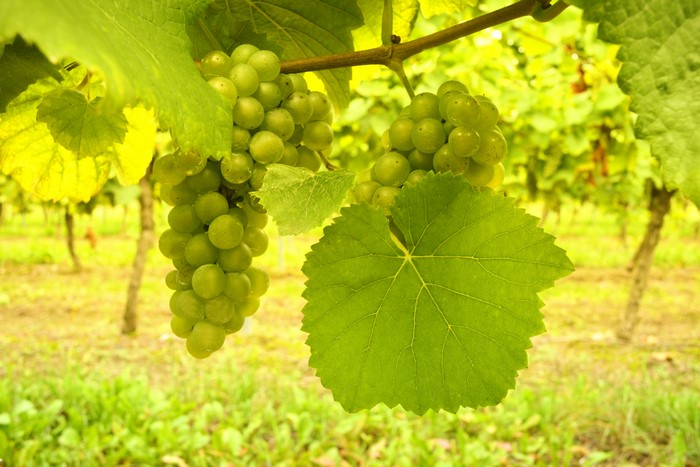 Green Grapes on a Vine in a Vineyard