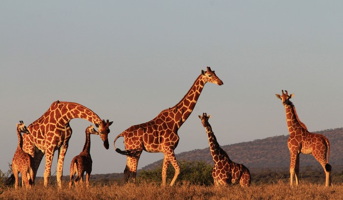 A herd of giraffes in the savanna at sunset