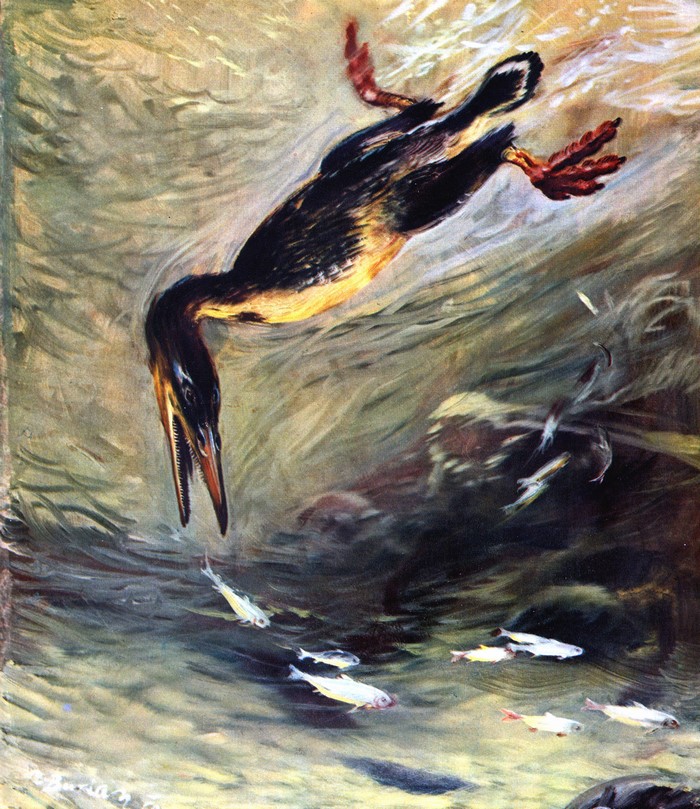 Hesperornis diving for fish in prehistoric waters