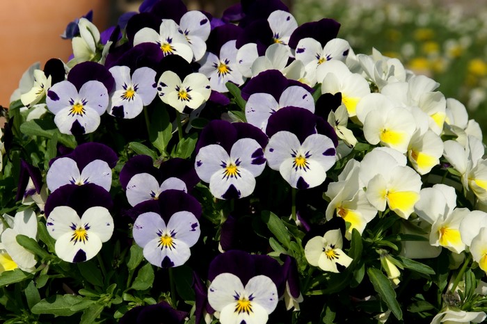 Many Pansies in a Garden